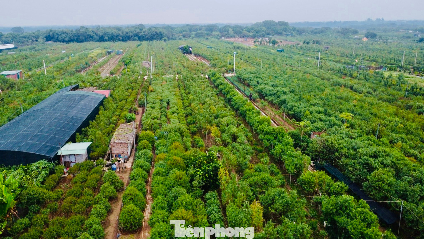 Làng Nhật Tân (quận Tây Hồ, thành phố Hà Nội) xưa nay nổi tiếng với nghề trồng đào với diện tích đất bãi màu mỡ được bồi đắp bởi phù sa sông Hồng, thuận lợi cho phát triển nông nghiệp.