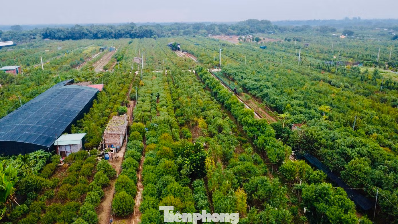 Làng Nhật Tân (quận Tây Hồ, thành phố Hà Nội) xưa nay nổi tiếng với nghề trồng đào với diện tích đất bãi màu mỡ được bồi đắp bởi phù sa sông Hồng, thuận lợi cho phát triển nông nghiệp.