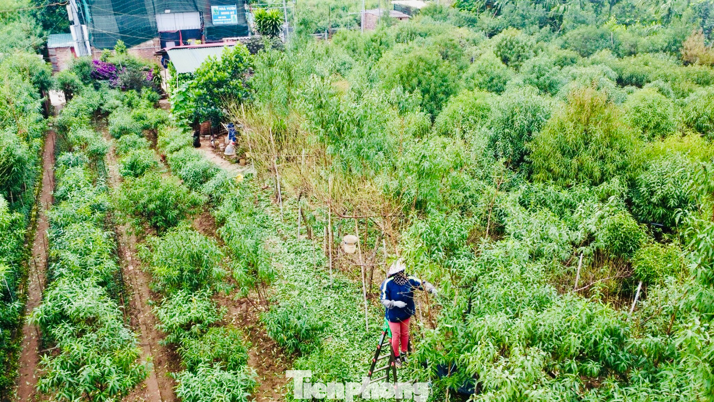 Người trồng đào ở Nhật Tân đều chủ động tuốt lá sớm, với đào thế sẽ tuốt trước rồi mới đến cành sẽ tuốt sau.