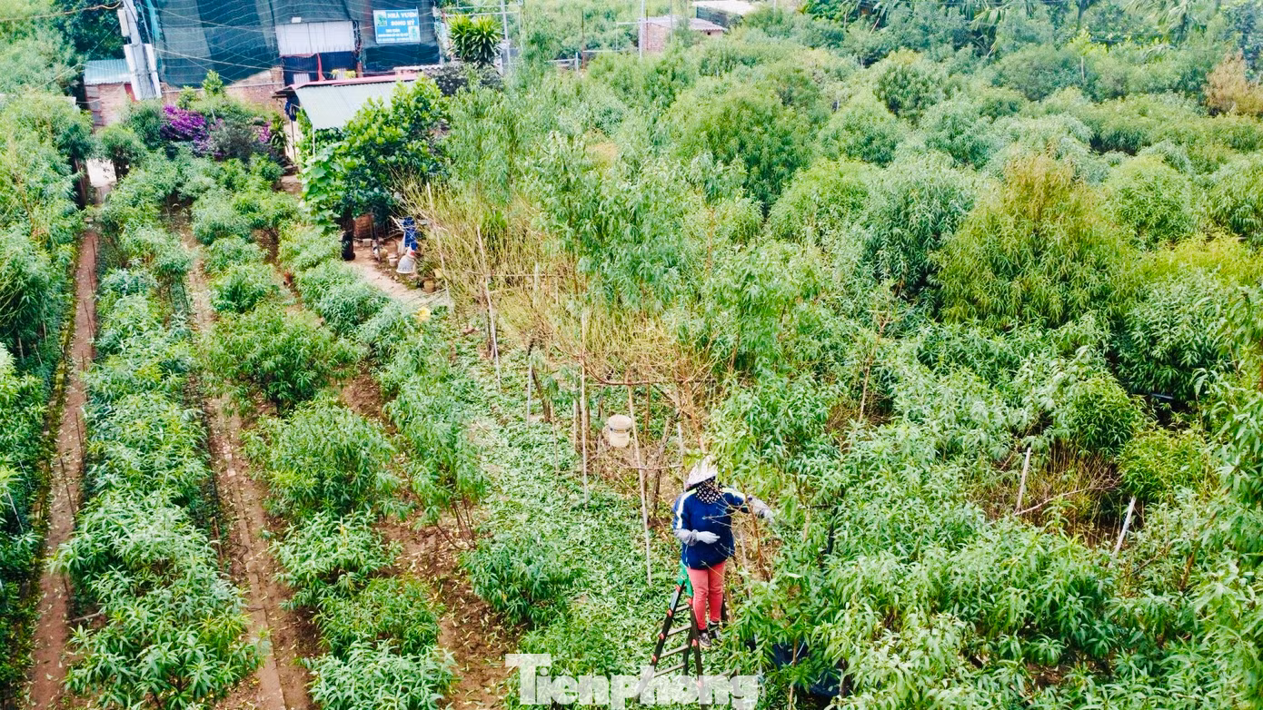 Người trồng đào ở Nhật Tân đều chủ động tuốt lá sớm, với đào thế sẽ tuốt trước rồi mới đến cành sẽ tuốt sau.