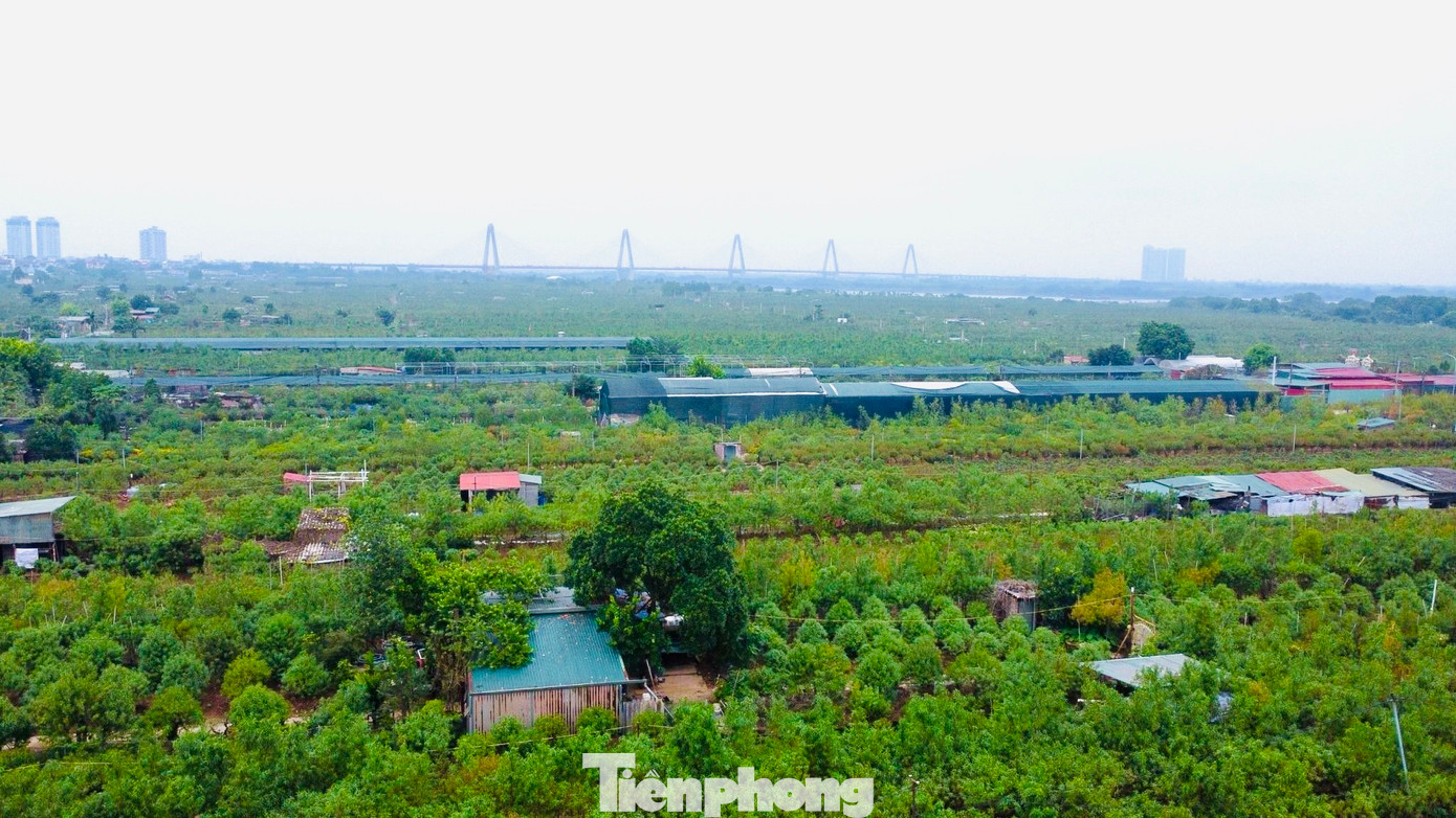 Các vườn đều có số lượng cây nhiều, do đó những ngày này, các chủ vườn sẽ thuê nhân công tuốt lá thời vụ, giá thuê khoảng 350.000 đến 400.000 đồng/ngày/người.