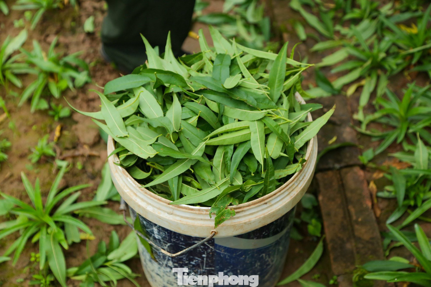 Với người trồng đào Nhật Tân, để có một mùa vụ thành công ngoài kinh nghiệm thì yếu tố thời tiết rất quan trọng. Tuy nhiên vẫn có những kĩ thuật chăm sóc đào, tuốt lá có thể giúp cây ra hoa sớm hoặc muộn, bán trước Tết và thậm chí cho đến rằm tháng Giêng.