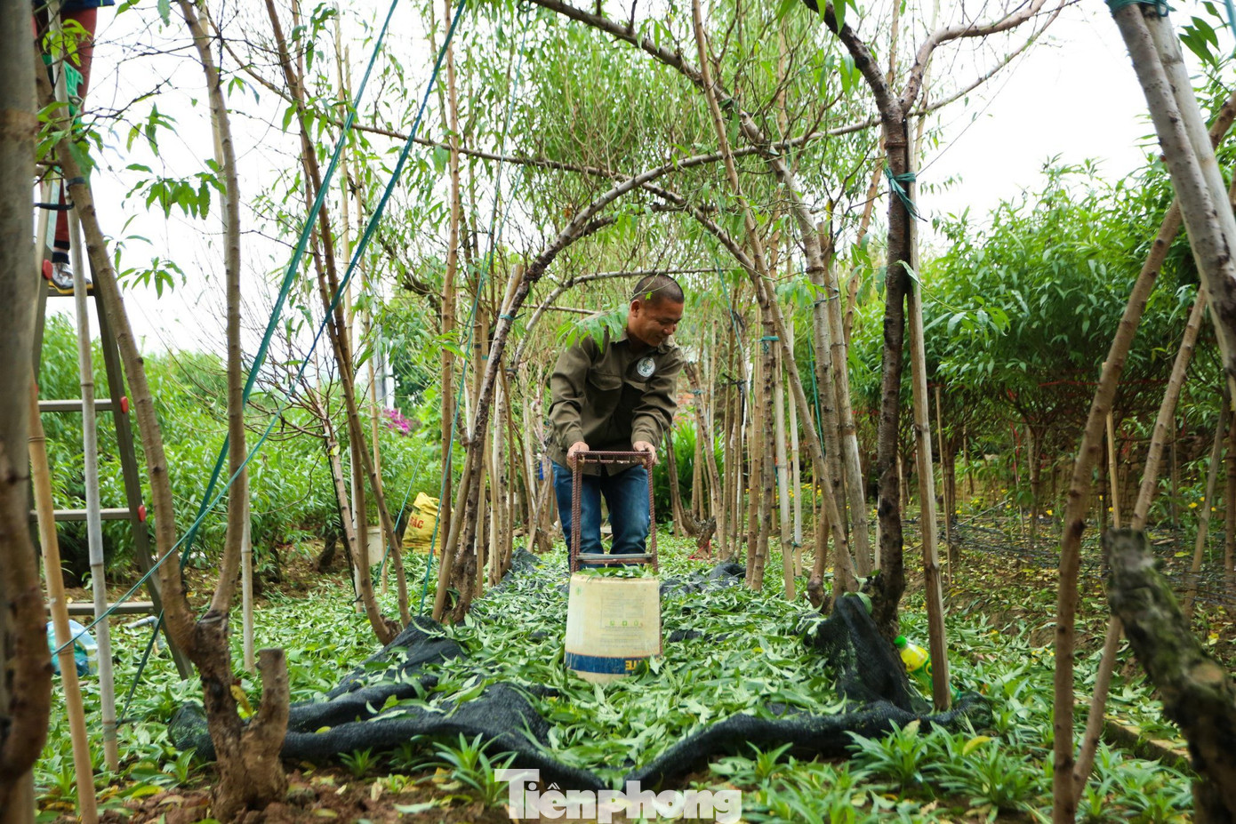 Với người trồng đào Nhật Tân, để có một mùa vụ thành công ngoài kinh nghiệm thì yếu tố thời tiết rất quan trọng. Tuy nhiên vẫn có những kĩ thuật chăm sóc đào, tuốt lá có thể giúp cây ra hoa sớm hoặc muộn, bán trước Tết và thậm chí cho đến rằm tháng Giêng.