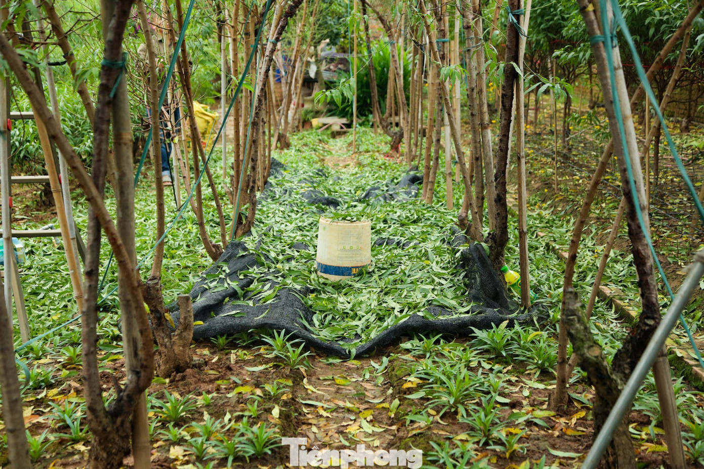 Với người trồng đào Nhật Tân, để có một mùa vụ thành công ngoài kinh nghiệm thì yếu tố thời tiết rất quan trọng. Tuy nhiên vẫn có những kĩ thuật chăm sóc đào, tuốt lá có thể giúp cây ra hoa sớm hoặc muộn, bán trước Tết và thậm chí cho đến rằm tháng Giêng.