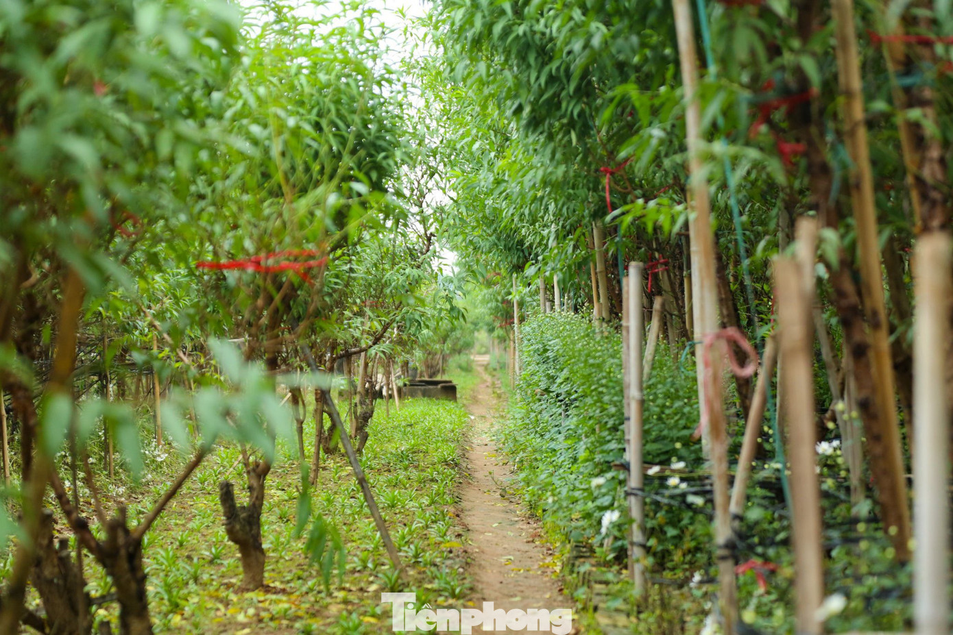 Diện tích trồng đào Nhật Tân là 57 ha, trong làng có khoảng 700 hộ dân với hơn 1.200 xã viên gắn bó với nghề trồng đào. Thời gian này các vườn trồng đào tại đây lại tất bật vào vụ tuốt lá, chuẩn bị cho công đoạn nuôi mắt, cho đào ra nụ.