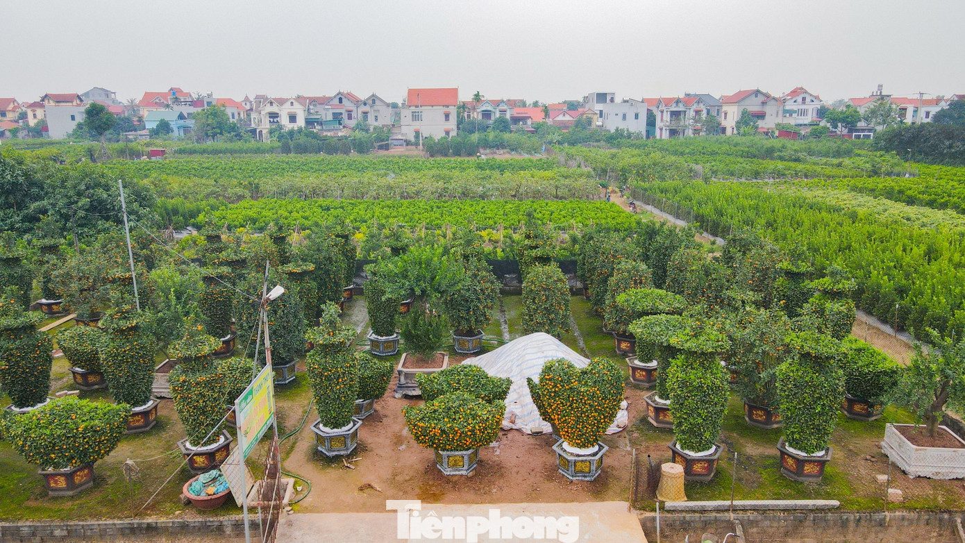 Để đáp ứng nhu cầu của người dân trong dịp Tết Nguyên đán Giáp Thìn, các hộ gia đình trồng cây cảnh ở xã Liên Nghĩa, Văn Giang, Hưng Yên lại ấp ủ và tạo nhiều kiểu dáng cho cây quất, quýt...để phục vụ nhu cầu của người dân.