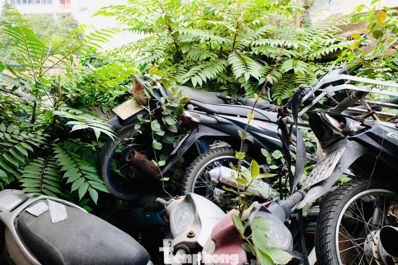 Có nhiều xe tang vật được lưu giữ nhiều năm, chất thành chồng cao, cỏ dại leo mọc um tùm.
