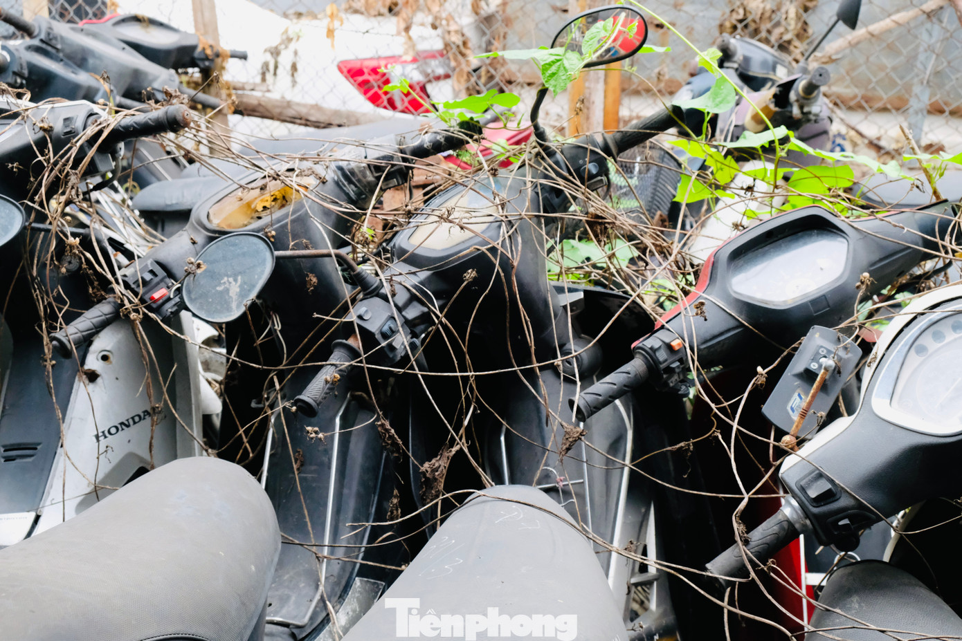 Nhiều khu vực bị cây cỏ dại leo um tùm, quây kín xe.