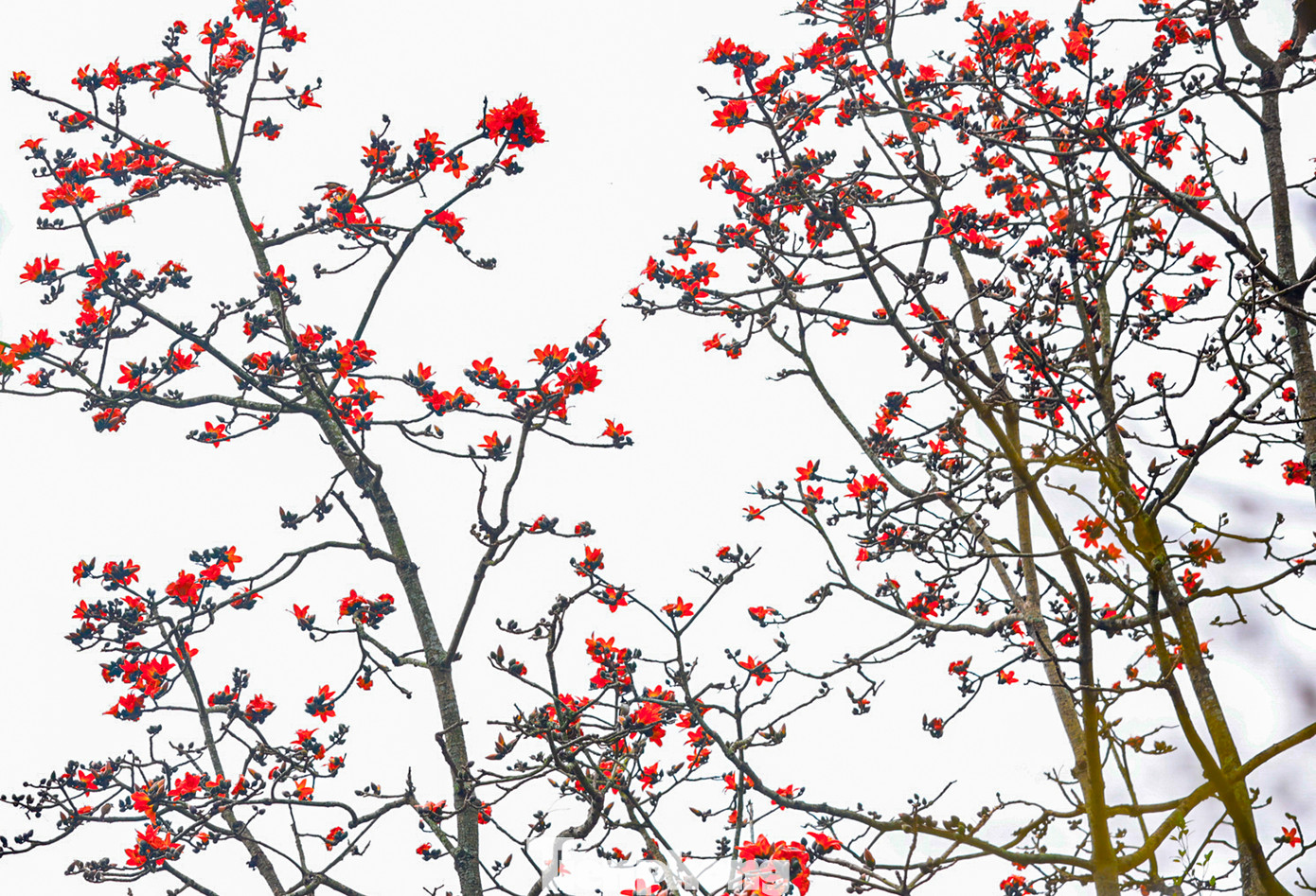 Vào mùa hoa, cây rụng hết lá, chỉ có những bông hoa đỏ rực trên cành.