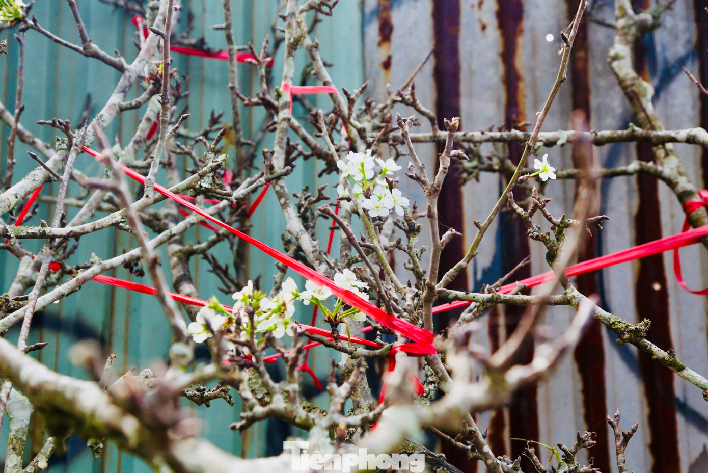 Cành hoa lê, hoa mận rừng chỉ điểm xuyết một vài bông hoa, chưa nở bung. Có những cây thậm chí còn chưa ra nụ trông như những cành "củi khô".