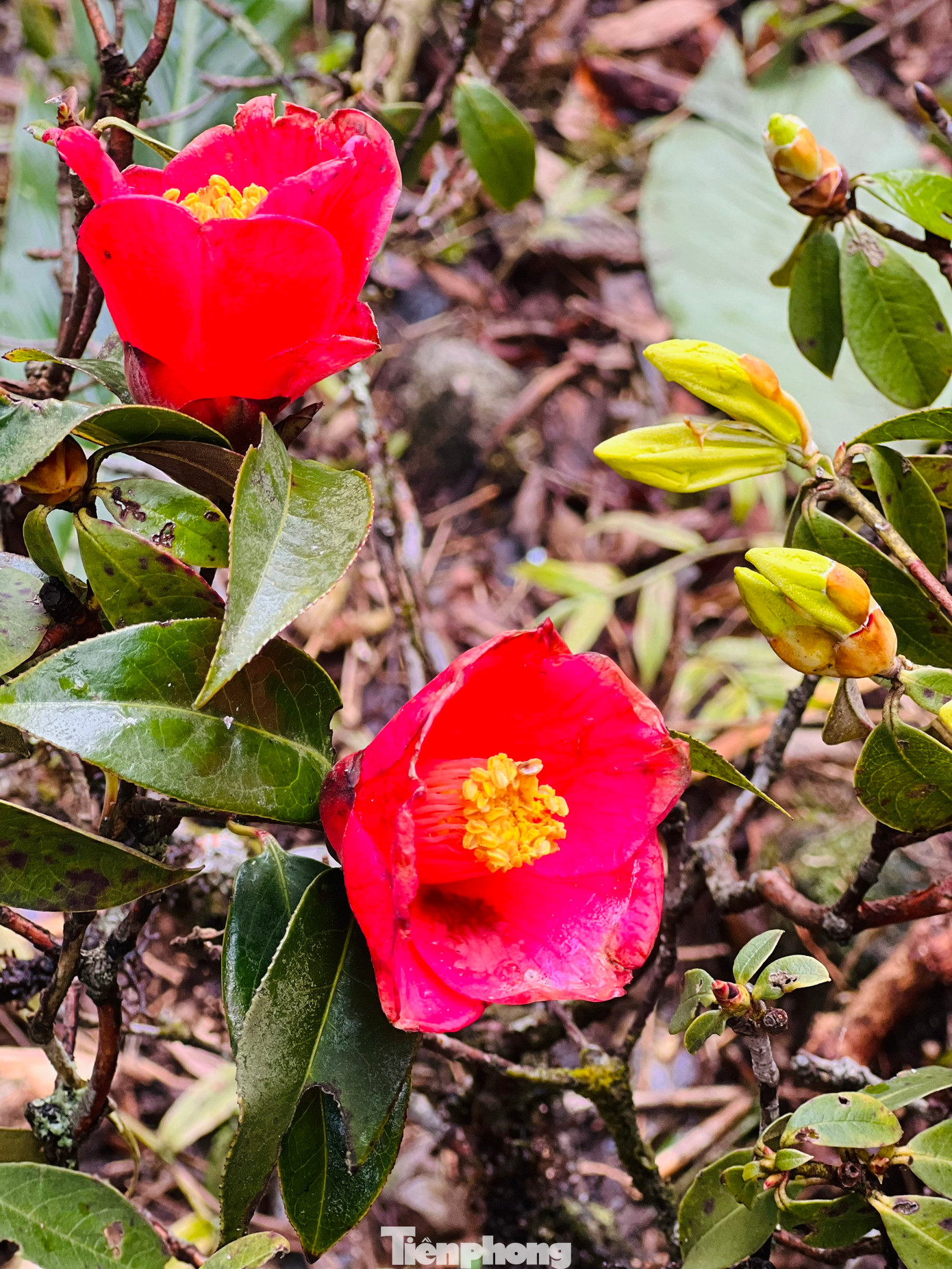 Với hệ thực vật phong phú, du khách có dịp được chiêm ngưỡng bức tranh thiên nhiên của núi rừng Tây Bắc tuyệt đẹp.