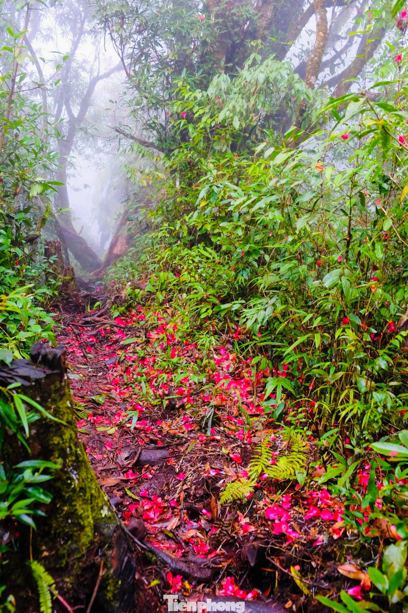 Núi Nhìu Cô San thuộc xã Sàng Ma Sáo, huyện Bát Xát, Lào Cai. Tên gọi Nhìu Cô San theo tiếng dân tộc có nghĩa là Sừng Trâu. Núi có 2 đỉnh chĩa ra giữa trời, uốn cong cong như chiếc sừng trâu.