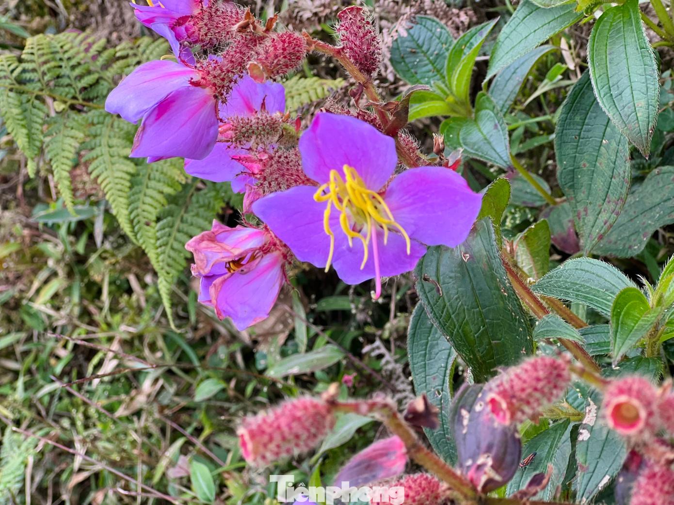 Lên cao một chút là rừng thảo quả, rừng nguyên sinh với những cây cổ thụ to lớn. Còn trên đỉnh sẽ là rừng hỗn hợp thấp tầng và các cây lá kim rất đẹp mắt.