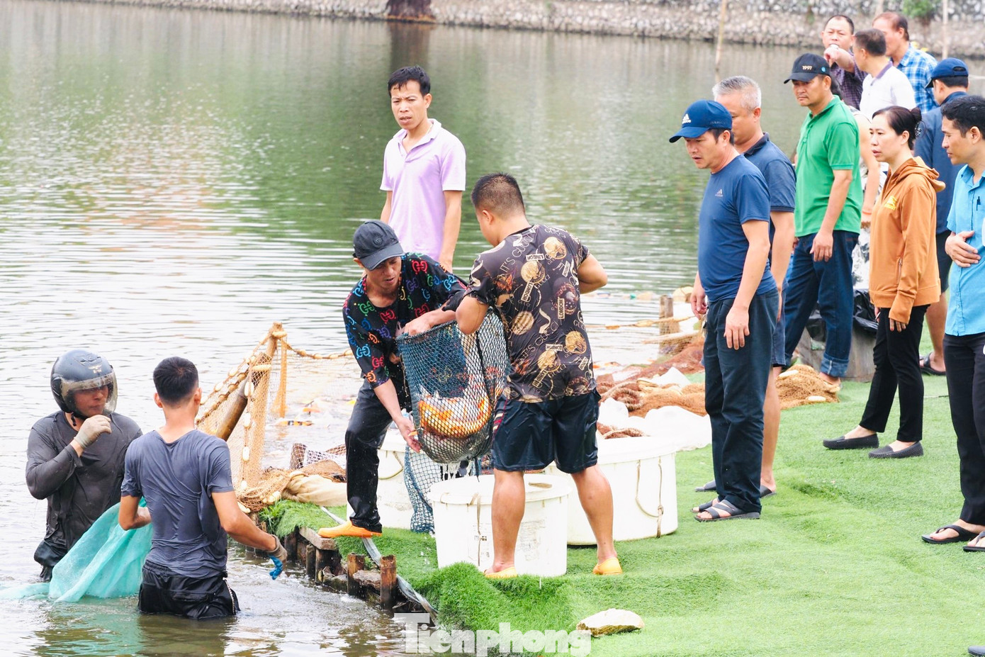 Mới đây, quận Tây Hồ đã yêu cầu phường Quảng An hủy hợp đồng đã ký và yêu cầu chủ đầu tư chuyển 8 tấn cá koi ra khỏi hồ Đầm Đông để trồng sen. Ghi nhận của PV báo Tiền Phong, sáng 6/11, những chuyến cuối cùng di dời cá đang được khẩn trương hoàn tất.