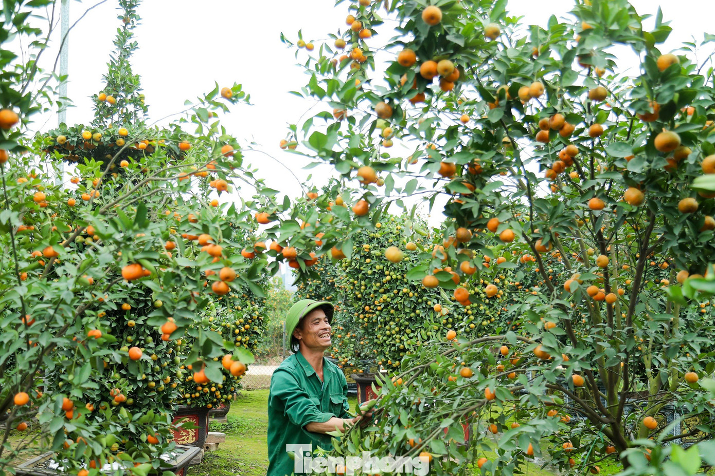 Trao đổi với phóng viên báo Tiền Phong, anh Nguyễn Văn Thạnh cho biết: "Sau một thời gian dài ấp ủ, nghiên cứu hình dáng của những thỏi vàng tài lộc qua mạng internet, năm nay gia đình anh quyết định lựa chọn những cây quýt có tuổi đời từ 3 năm trở lên để gò, uốn, nắn tạo hình giống thỏi vàng tài lộc mà người dân thường bày trên mâm ngũ quả trong ngày Tết".