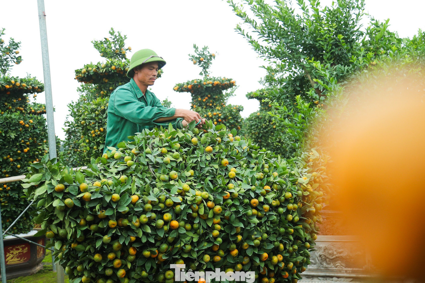 Đến thời điểm hiện tại gia đình anh đã có khách đặt gần 10 cây chủ yếu là các cơ sở kinh doanh vàng bạc với mong muốn thu hút tài lộc, thuận buồm xuôi gió cho các công việc kinh doanh.