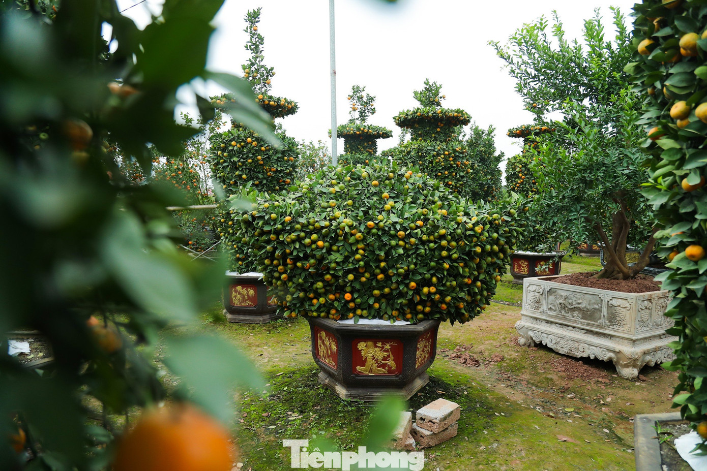 Nhà vườn cho biết, ngày Tết cổ truyền các gia đình Việt Nam thường bày trí thỏi vàng nhằm thu hút tài lộc vào nhà, màu sắc vàng cam của quýt thể hiện cho sự sum vầy của con cháu. Vì thế sản phẩm quất, quýt tài lộc năm nay dự kiến sẽ hút khách.