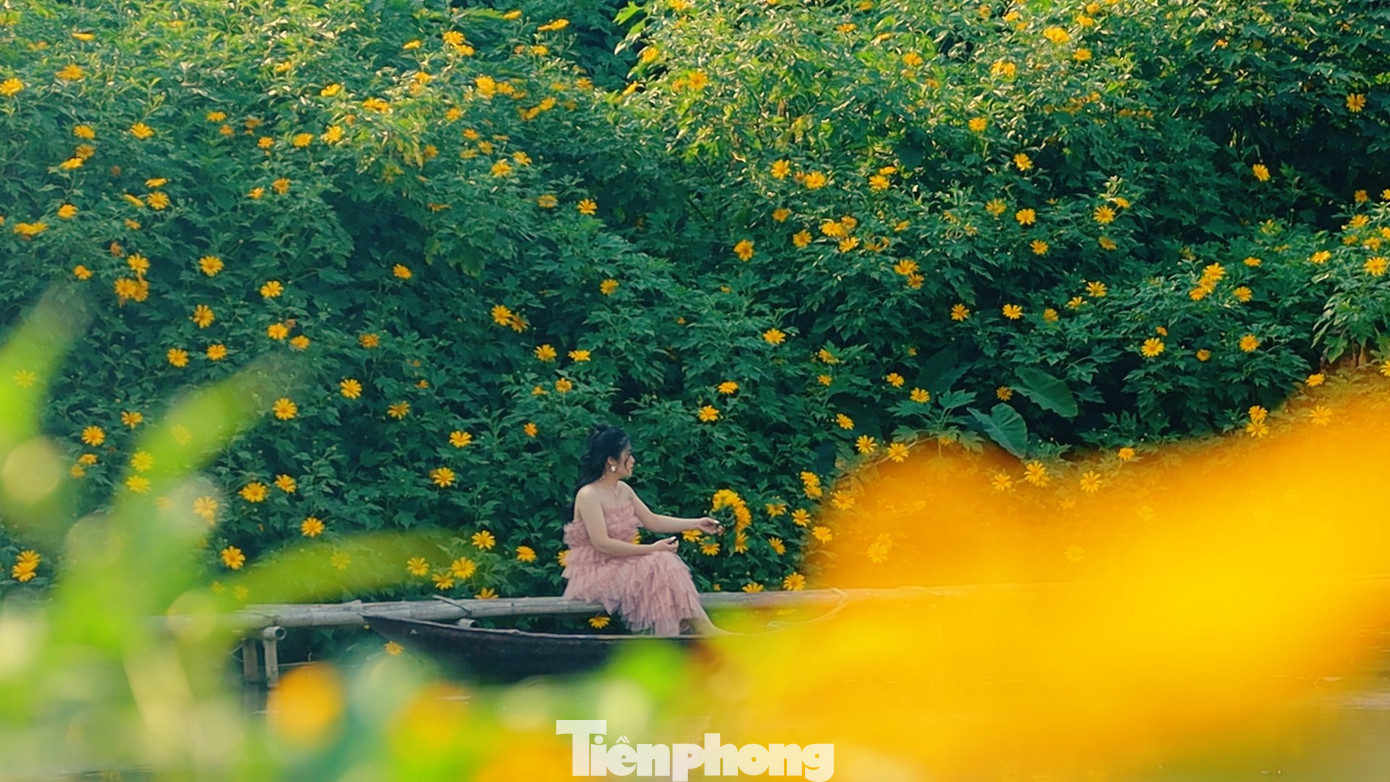 Dù tiết trời se lạnh nhưng có nắng vàng, các bạn trẻ vẫn thỏa sức tạo dáng với dã quỳ.