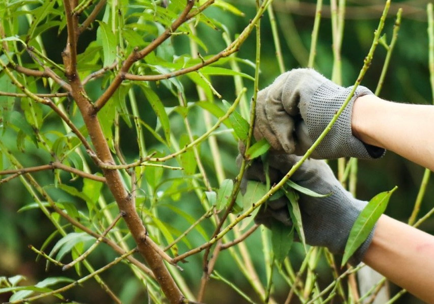 Người trồng đào ở Nhật Tân đều chủ động tuốt lá sớm, với đào thế sẽ tuốt trước rồi mới đến cành sẽ tuốt sau.