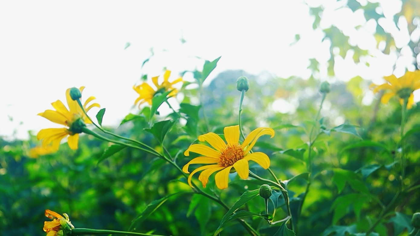 Hoa dã quỳ nở vàng rực trong một đầm nước được bao bọc bởi các toà nhà cao tầng.