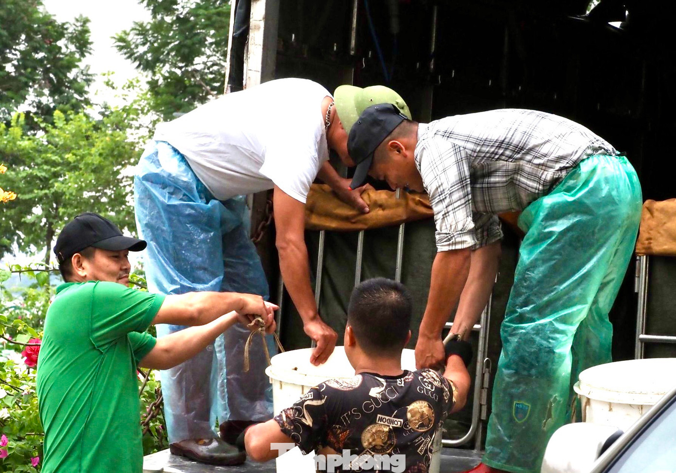 Mới đây, quận Tây Hồ đã yêu cầu phường Quảng An hủy hợp đồng đã ký và yêu cầu chủ đầu tư chuyển 8 tấn cá koi ra khỏi hồ Đầm Đông để trồng sen. Ghi nhận của PV báo Tiền Phong, sáng 6/11, những chuyến cuối cùng di dời cá đang được khẩn trương hoàn tất.