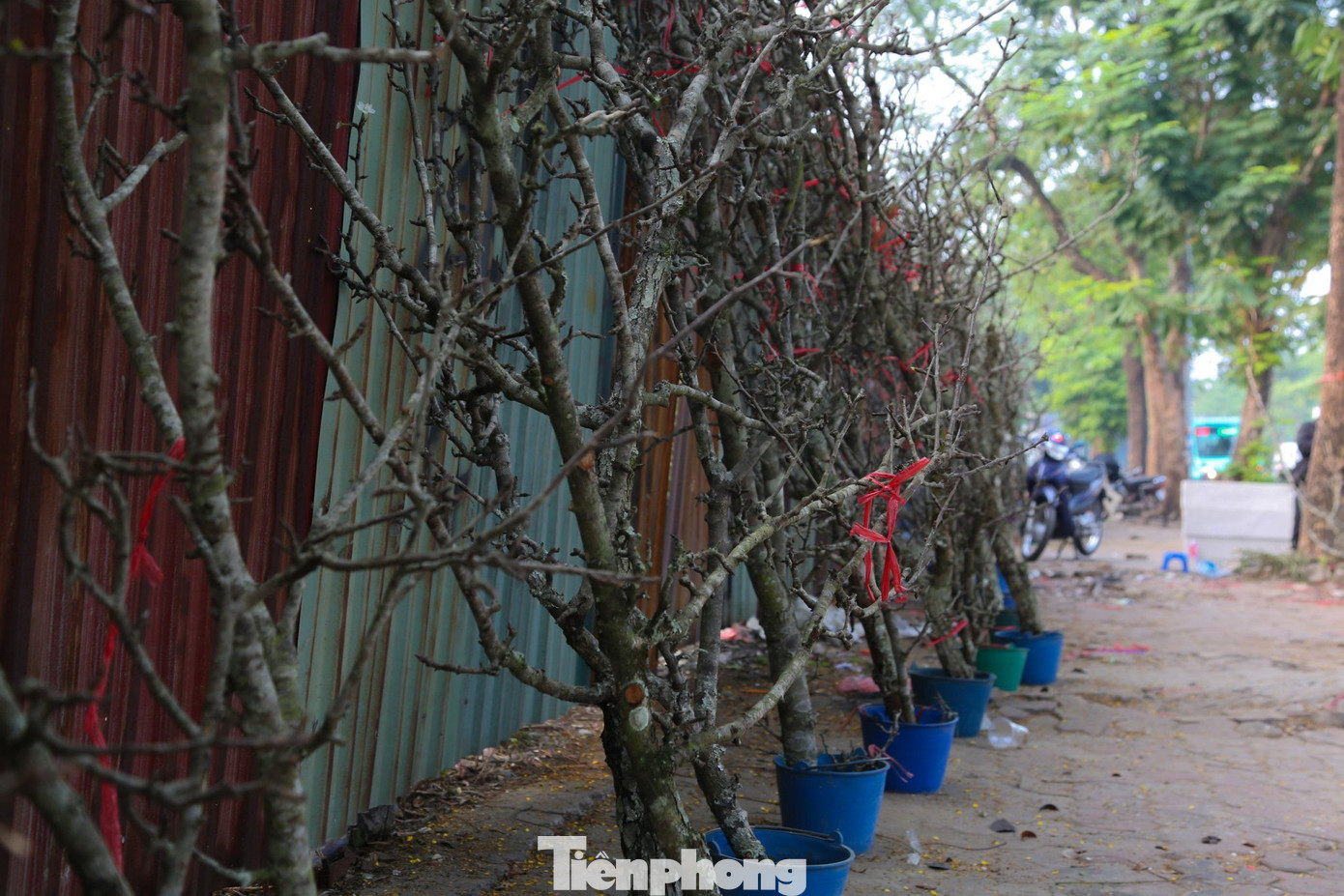 Cành hoa lê, hoa mận rừng chỉ điểm xuyết một vài bông hoa, chưa nở bung. Có những cây thậm chí còn chưa ra nụ trông như những cành "củi khô".