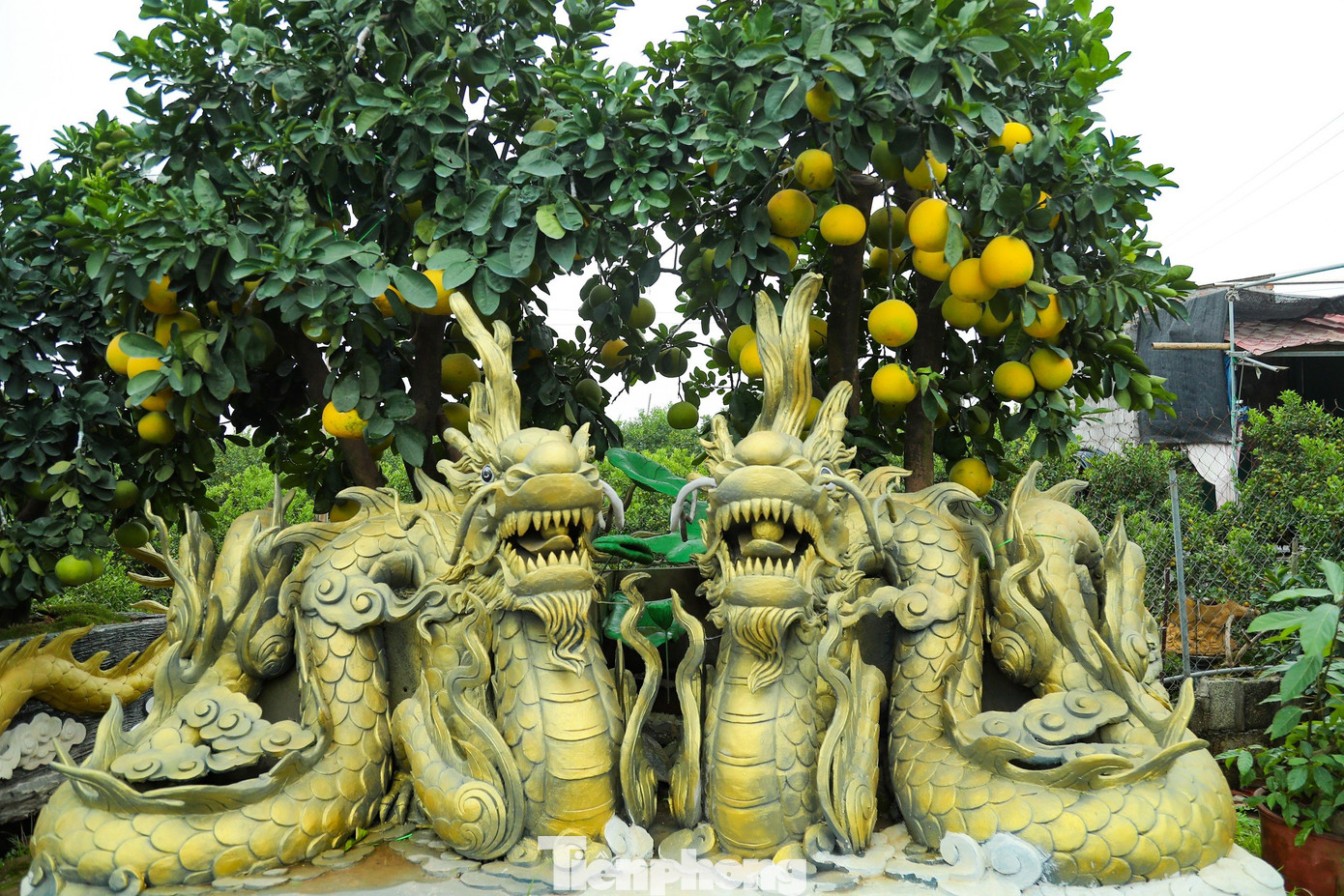 Từ lâu, ở huyện Văn Giang (tỉnh Hưng Yên) nổi tiếng cả nước với nghề trồng cây cảnh. Người dân cung cấp cây trồng quanh năm, từ cây trang trí văn phòng đến cây phục vụ các dịp lễ, Tết.