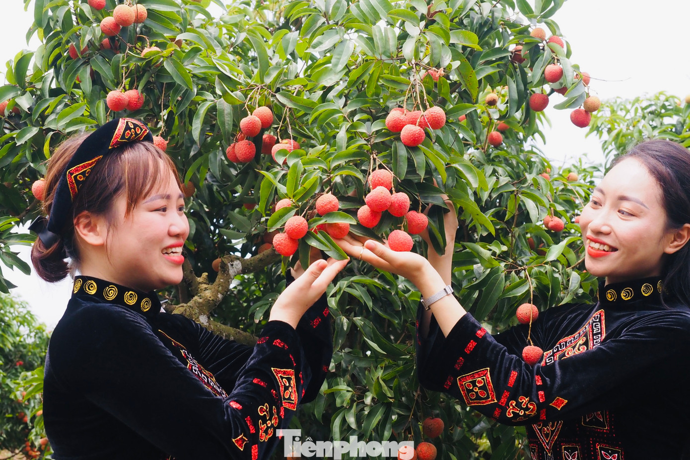 Du khách thích thú thưởng thức những trái vải đầu mùa thơm ngọt.