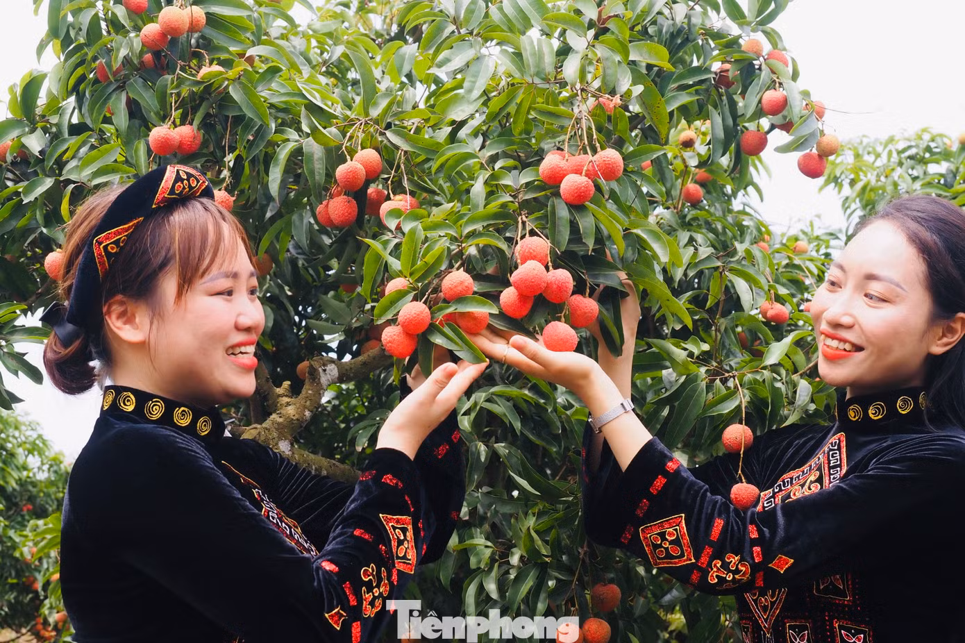 Du khách thích thú thưởng thức những trái vải đầu mùa thơm ngọt.