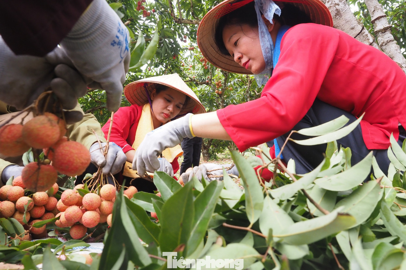 Cùng đó các hợp tác xã chế biến và trưng bày các sản phẩm từ vải, sản phẩm đặc trưng của địa phương để du khách tham quan, trải nghiệm và thưởng thức.