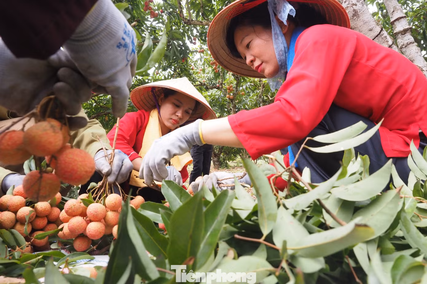 Cùng đó các hợp tác xã chế biến và trưng bày các sản phẩm từ vải, sản phẩm đặc trưng của địa phương để du khách tham quan, trải nghiệm và thưởng thức.