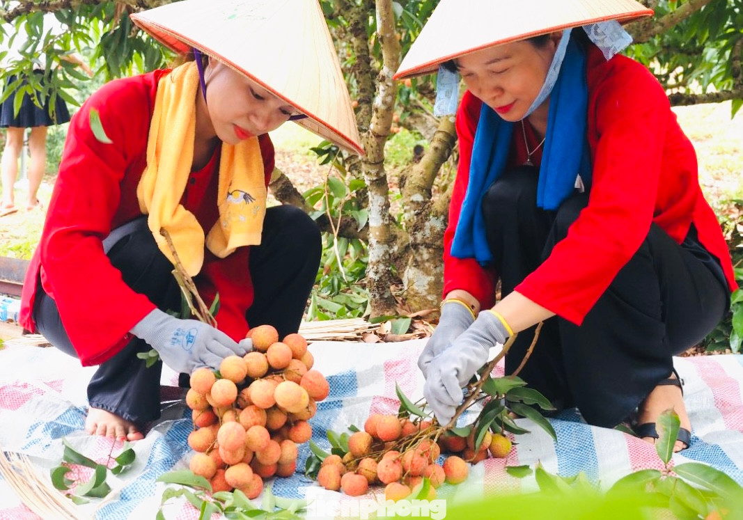 Điểm nhấn của năm nay là cuộc thi tổ chức thi hái, bó và đóng vải...