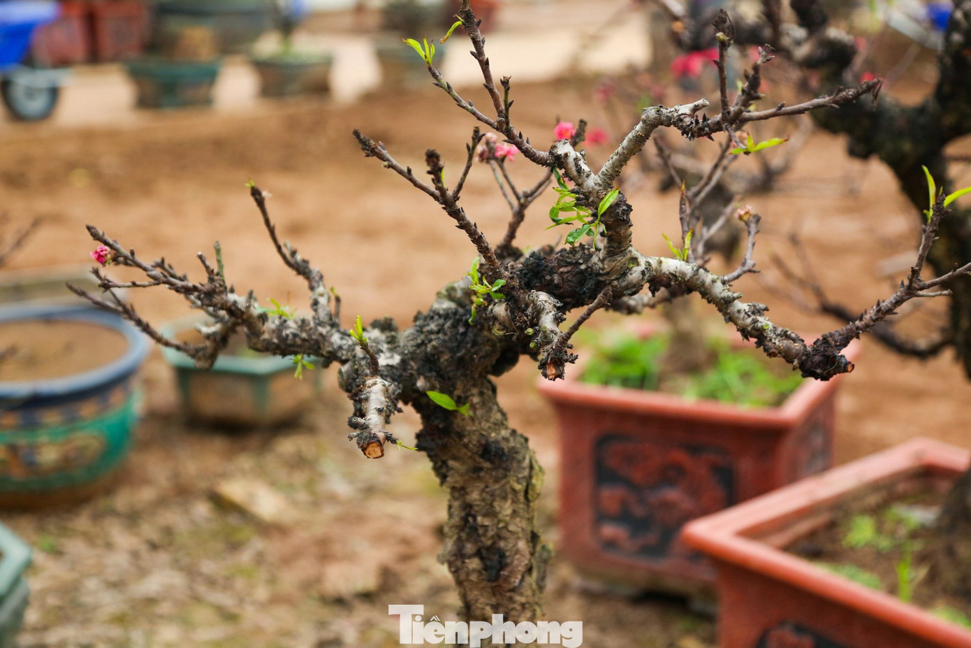Người dân trồng đào lâu năm chia sẻ: "Đào thất thốn là 7 thốn, mỗi thốn tương đương với một đốt ngón tay. Lá đào dài 7 thốn, cây phát triển đến 7 thốn thì lại chia cành một lần. Một thốn có 7 bông hoa".