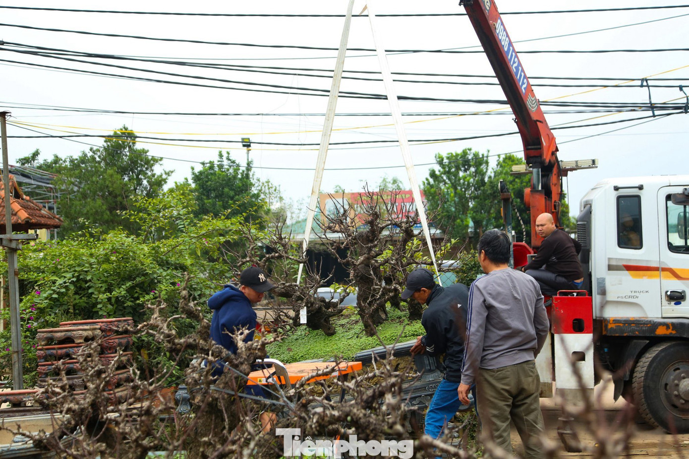 Đào thất thốn là loại cây “khó tính” nên phải được vận chuyển vào trong phòng điều hòa khép kín để các nhà vườn chăm sóc đặc biệt.