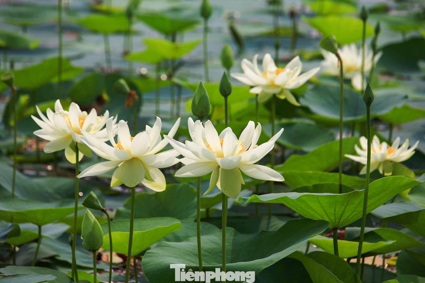 Cứ đến độ hè về, những đầm sen lại đua nhau khoe sắc, tỏa hương thơm nhẹ nhàng.