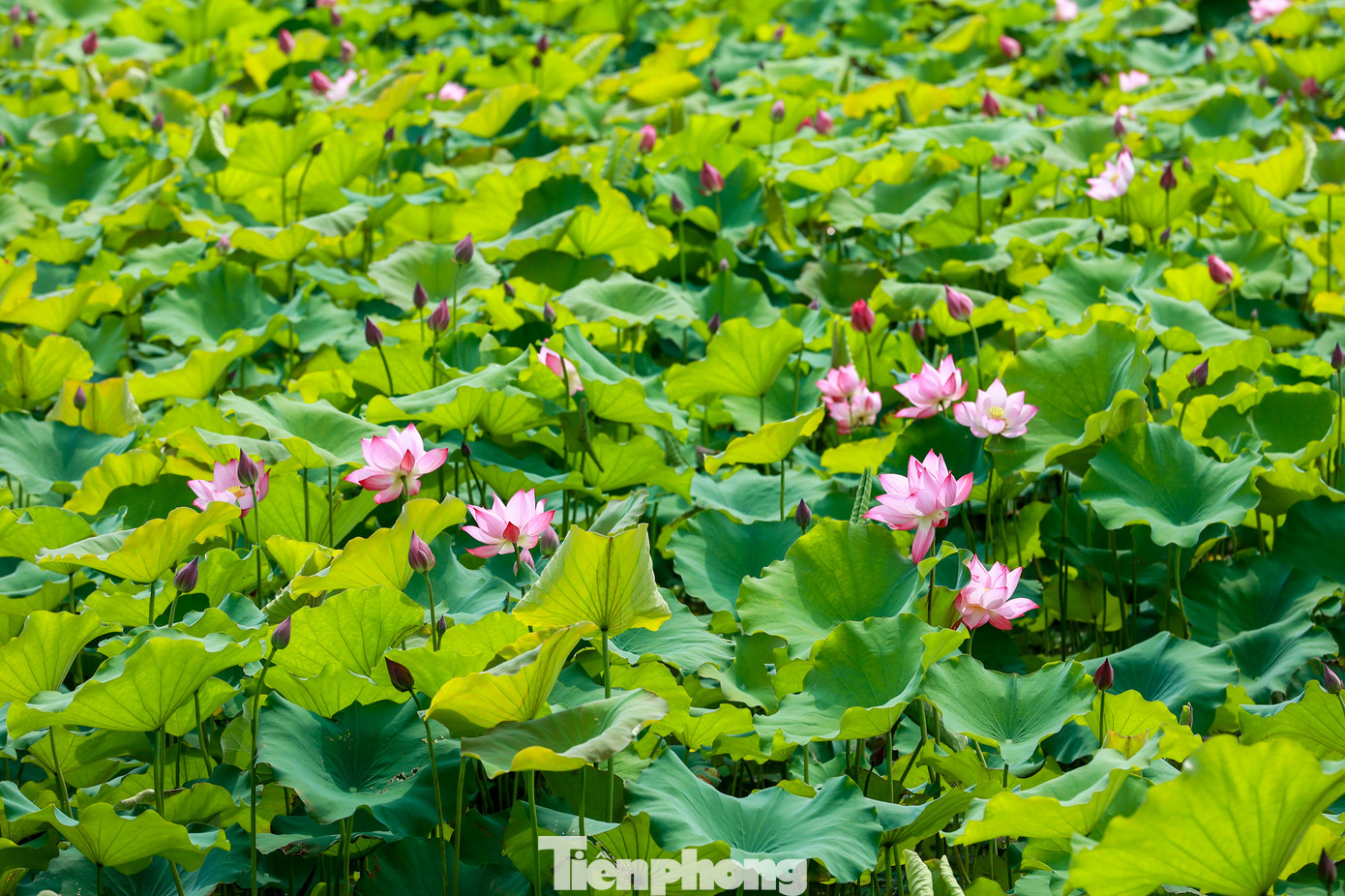 Mùa sen thường bắt đầu từ cuối tháng 5 và kéo dài đến khoảng tháng 8 dương lịch. Hoa sen đẹp, có giá trị cao lại mang nhiều ý nghĩa sâu sắc nên được nhiều người ưa chuộng.