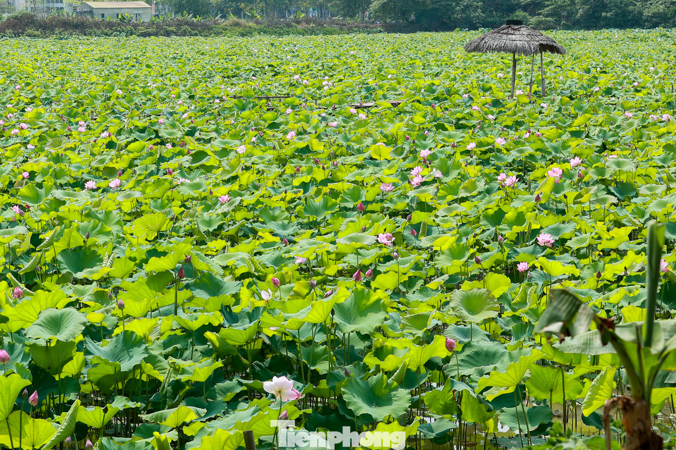 Khoảng nửa tháng nay, cánh đồng sen tại Học viện Nông nghiệp Việt Nam đang trở thành một trong những điểm check-in, săn ảnh siêu đẹp của giới trẻ.
