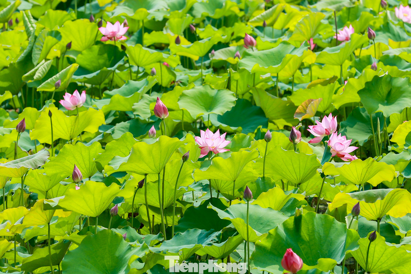 Hè về cũng là thời điểm những đóa sen đẹp thuần khiết bắt đầu nở rộ.