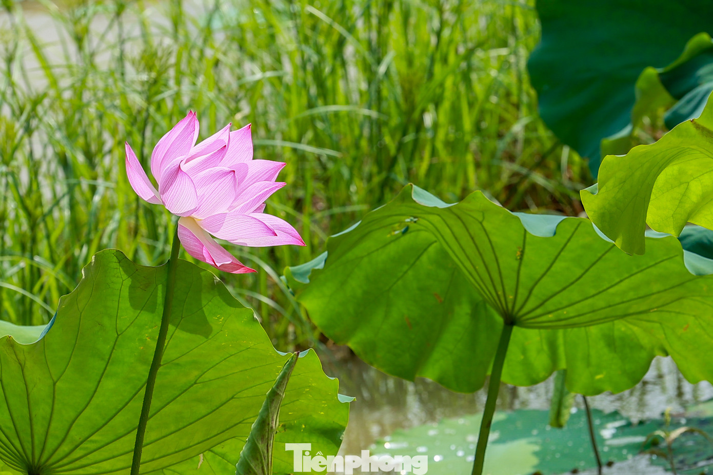 Những bông sen khoe sắc rực rỡ dưới ánh nắng ban mai, khiến ai nhìn cũng phải đắm say.