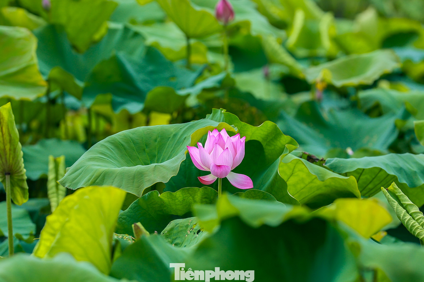 Sen là một loài hoa mang vẻ đẹp đơn giản nhưng có sức cuốn hút mãnh liệt, thường có 2 loại chính là hồng liên - màu hồng và bạch liên - màu trắng.