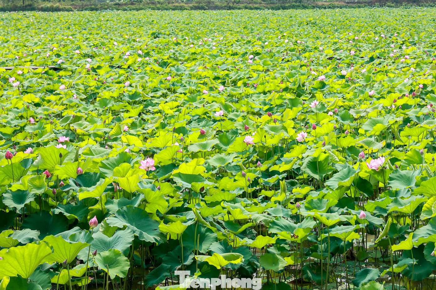 Đứng trước cái nắng “như thiêu như đốt” của mùa hè thì sắc hồng của hoa sen dường như xua tan nắng nóng và làm mọi người được thư giản hơn.