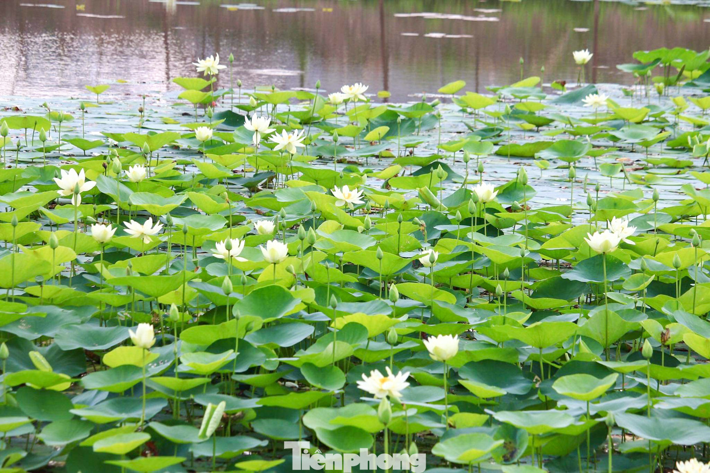 Tại Học viện Nông nghiệp Việt Nam hiện đang có rất nhiều loại hoa sen. Đầm sen trắng thanh khiết cũng thu hút rất nhiều người tìm đến chụp hình check-in.