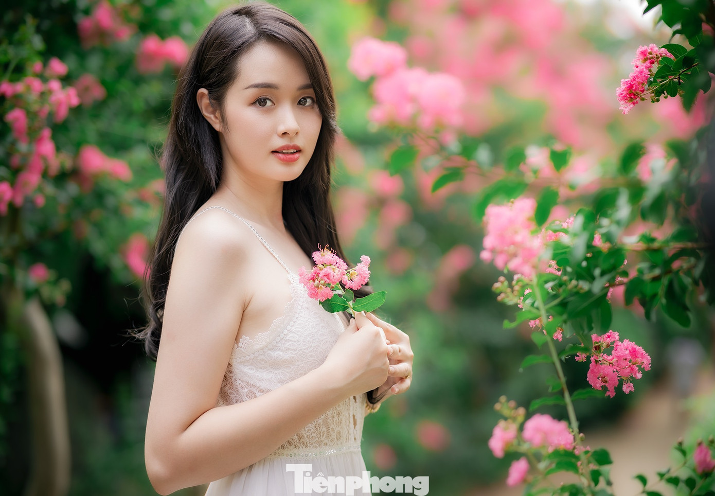 Hoa tường vi thường có nhiều màu sắc đỏ, hồng, trắng… Tuy nhiên, hoa tường vi hồng được nhiều người trồng hơn so với các loại khác.