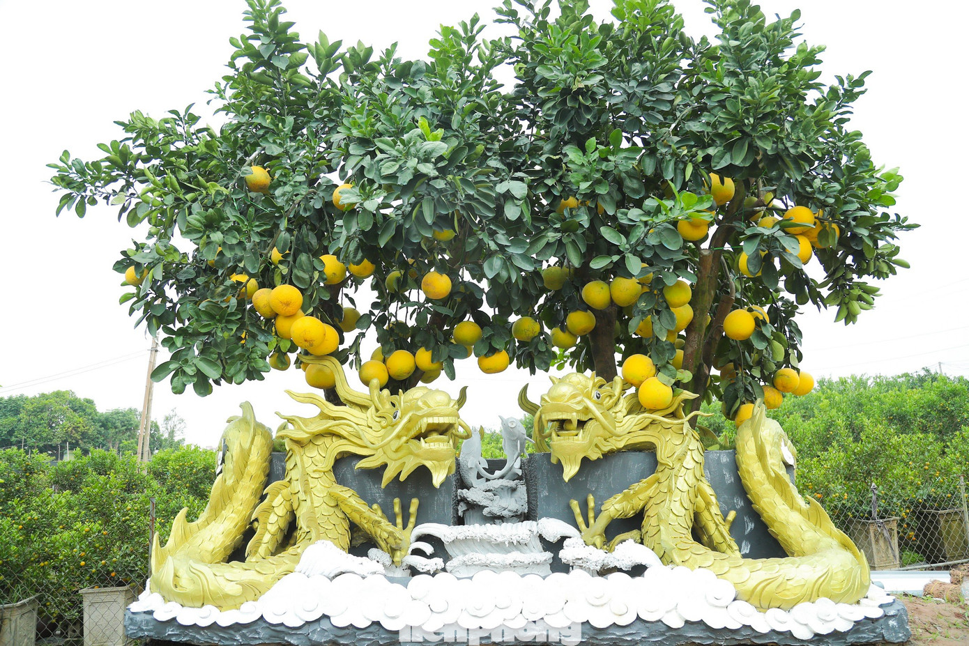 Để tạo ra những sản phẩm độc đáo này, những nghệ nhân làm vườn ở đây đã dày công sức mày mò sáng tạo cho ra những chậu cây bưởi cảnh độc đáo, khác lạ để có sức hấp dẫn đặc biệt với người chơi.