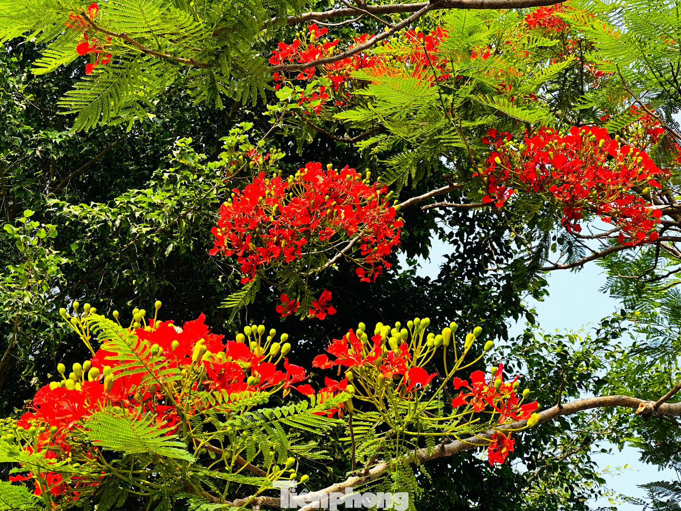 Màu đỏ cháy bỏng của màu hoa này còn gợi lên chút xao xuyến, bâng khuâng của biết bao thế hệ học trò.