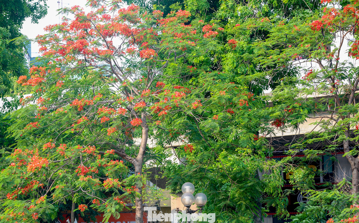 Phượng được trồng khắp các tỉnh từ Bắc tới Nam trên các vỉa hè, sân trường...
