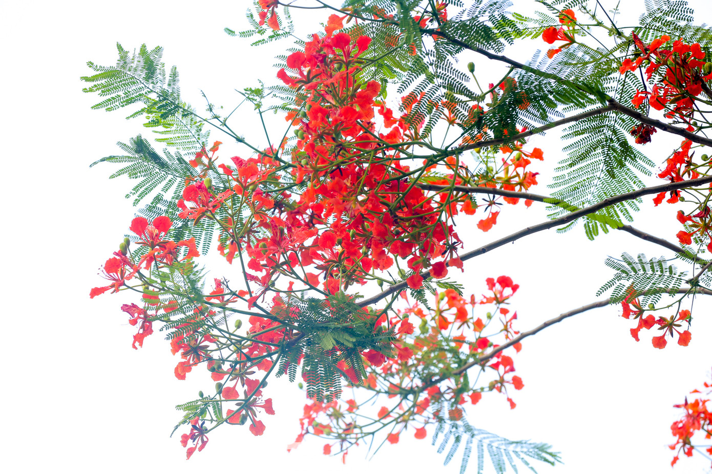 Những ngày này đi qua các con phố của Thủ đô, người dân không khó để bắt gặp những "đốm lửa" đang nở rộ báo hiệu mùa hè đã tới.