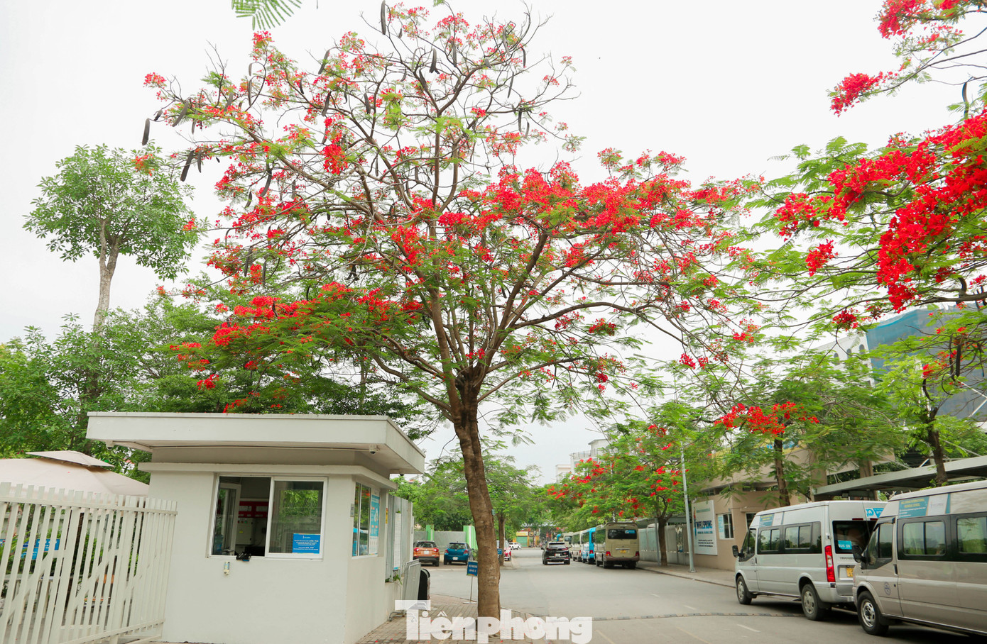 Hoa phượng nở rực rỡ khắp phố phường Hà Nội.