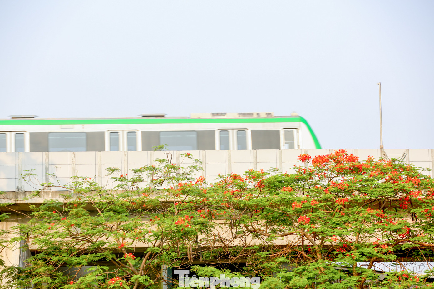 Phượng vĩ ở Hà Nội được trồng rất nhiều, đặc biệt trên các phố như dọc đường Láng, Quan Hoa. Tuyến đường sắt trên cao Cát Linh - Hà Đông.