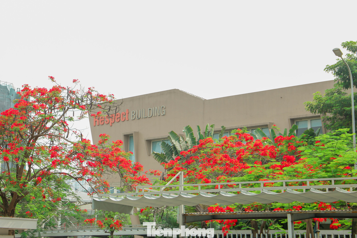 Những ngày này sân trường Phổ thông Song ngữ Liên cấp Wellspring Hà Nội lại đỏ rực sắc hoa phượng vỹ.